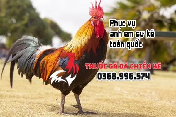 dai ly thuoc ga da chien ke dai ly thuoc ga da chien ke