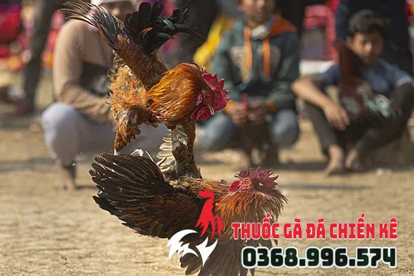 shop ban thuoc ga da nhap khau chien ke o tphcm3 Shop bán thuốc gà đá nhập khẩu Chiến Kê ở TPHCM