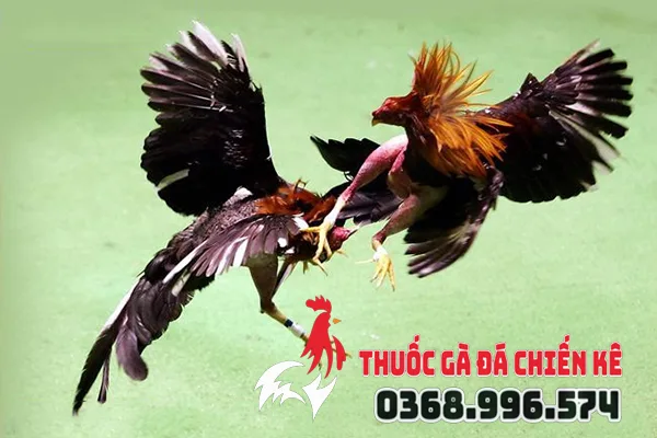 Shop bán thuốc gà đá uy tín nhất TPHCM