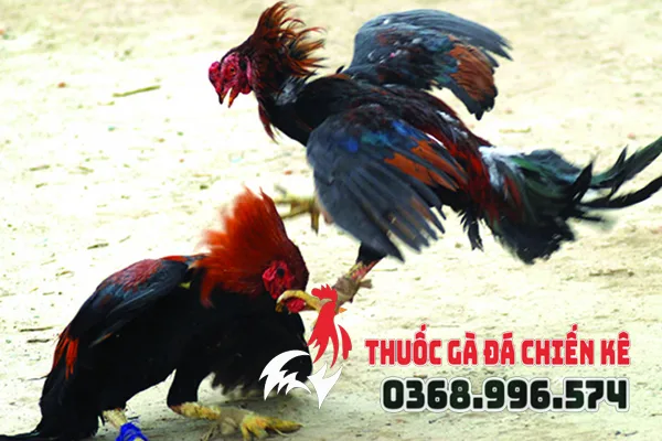 shop ban thuoc ga da uy tin nhat tphcm7
