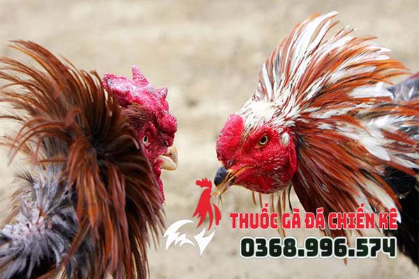 Thuốc nhỏ gà đá Casino King giúp gà chiến nuốt ói cực hiệu quả