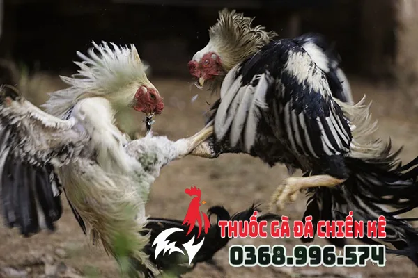 thuoc nuoi ga da ga choi cho anh em da lau xo ga4 Thuốc nuôi gà đá, gà chọi cho anh em đá lấu, xổ gà